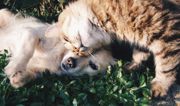 Top 10 Eco-Friendly Pet Products to Try Today