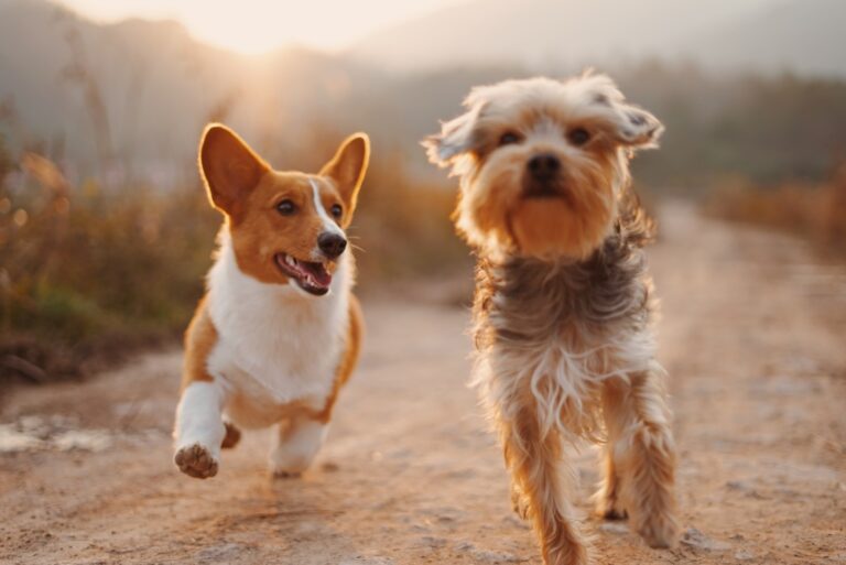 Why Eco-Conscious Pet Care Matters in 2023