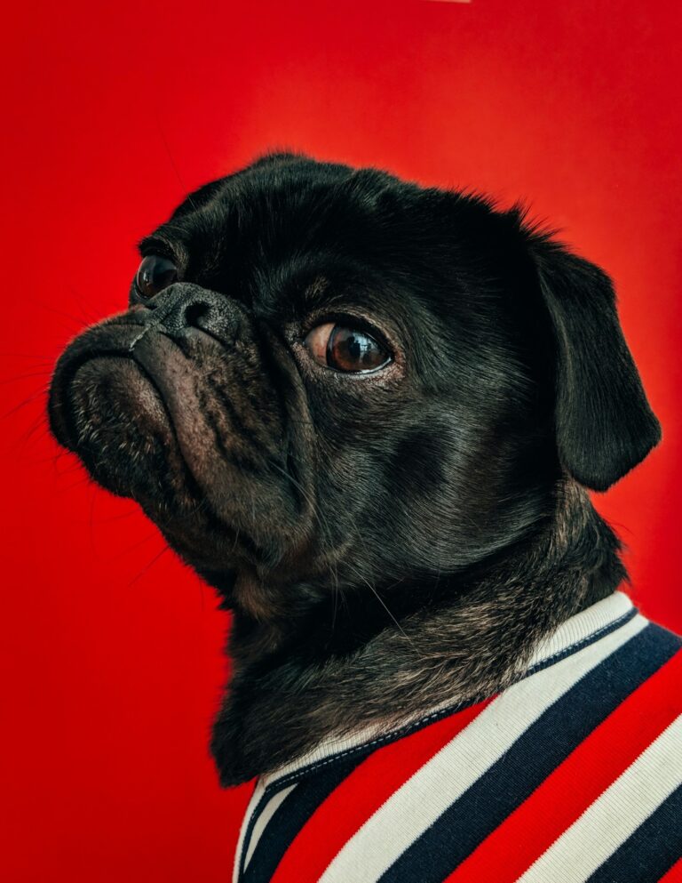 Simple Steps to Make Your Pet Care Green