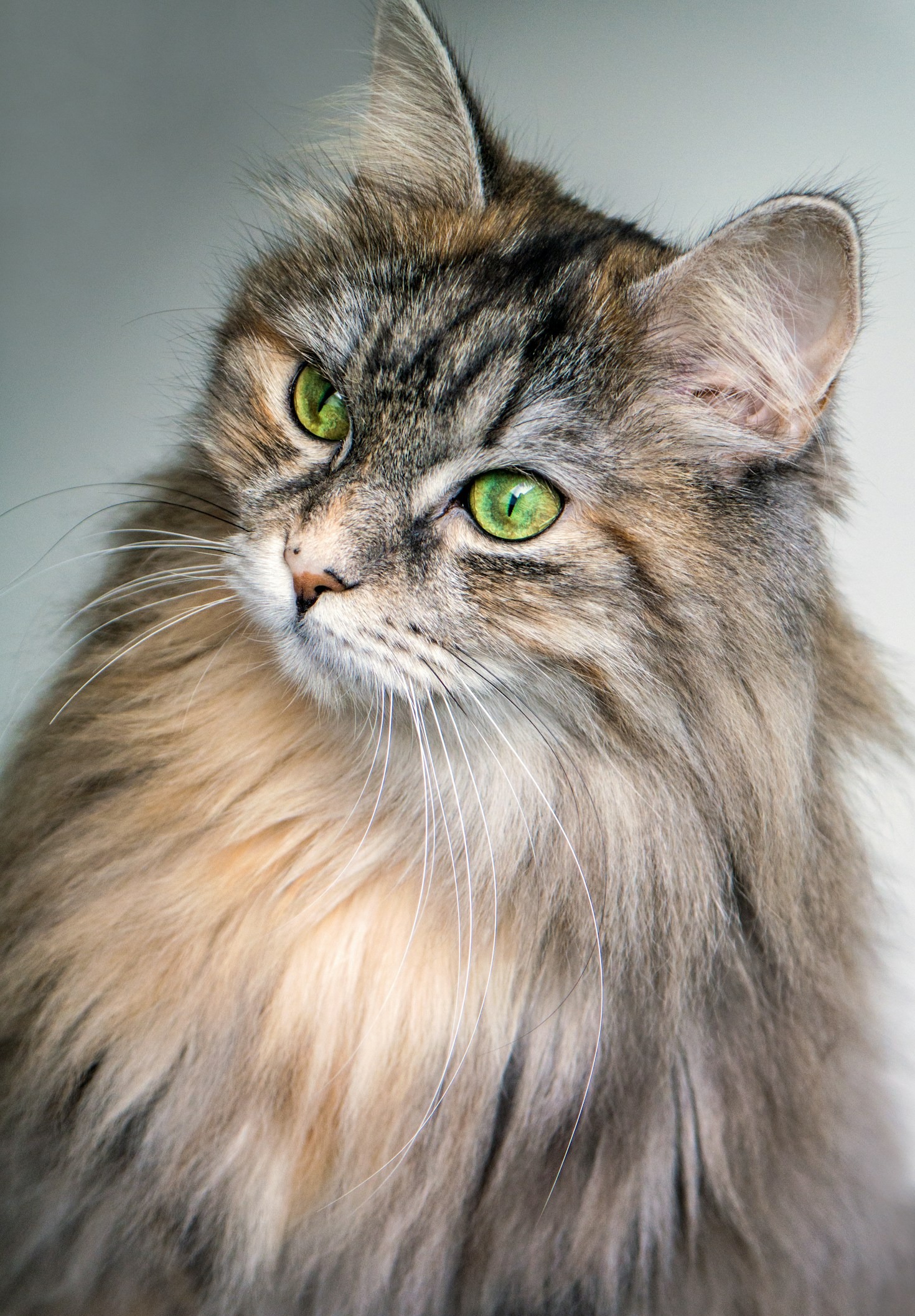 The Future of Pet Care Is Sustainable—Here’s Why