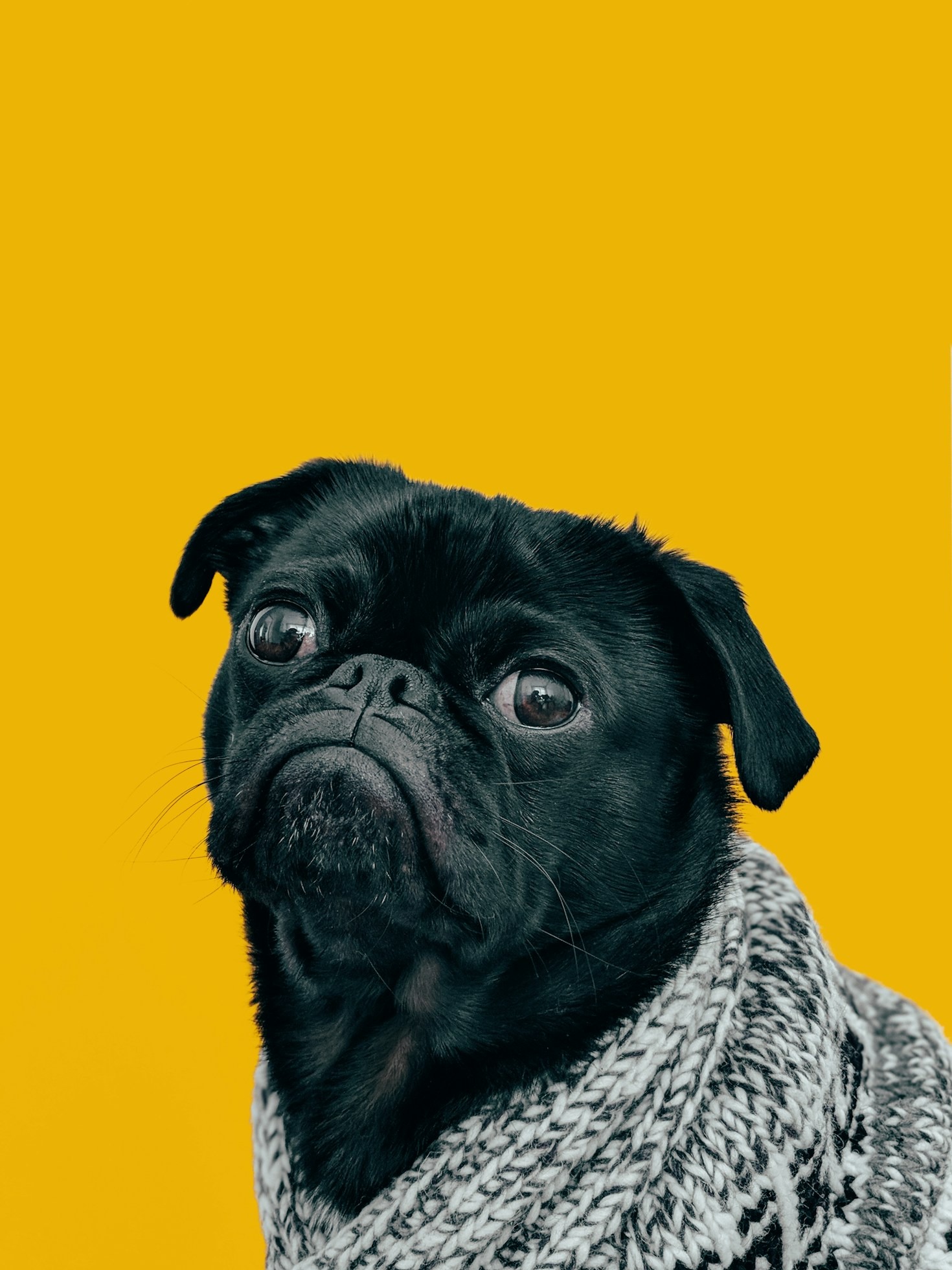 Creating a Healthier Planet with Eco-Friendly Pet Solutions
