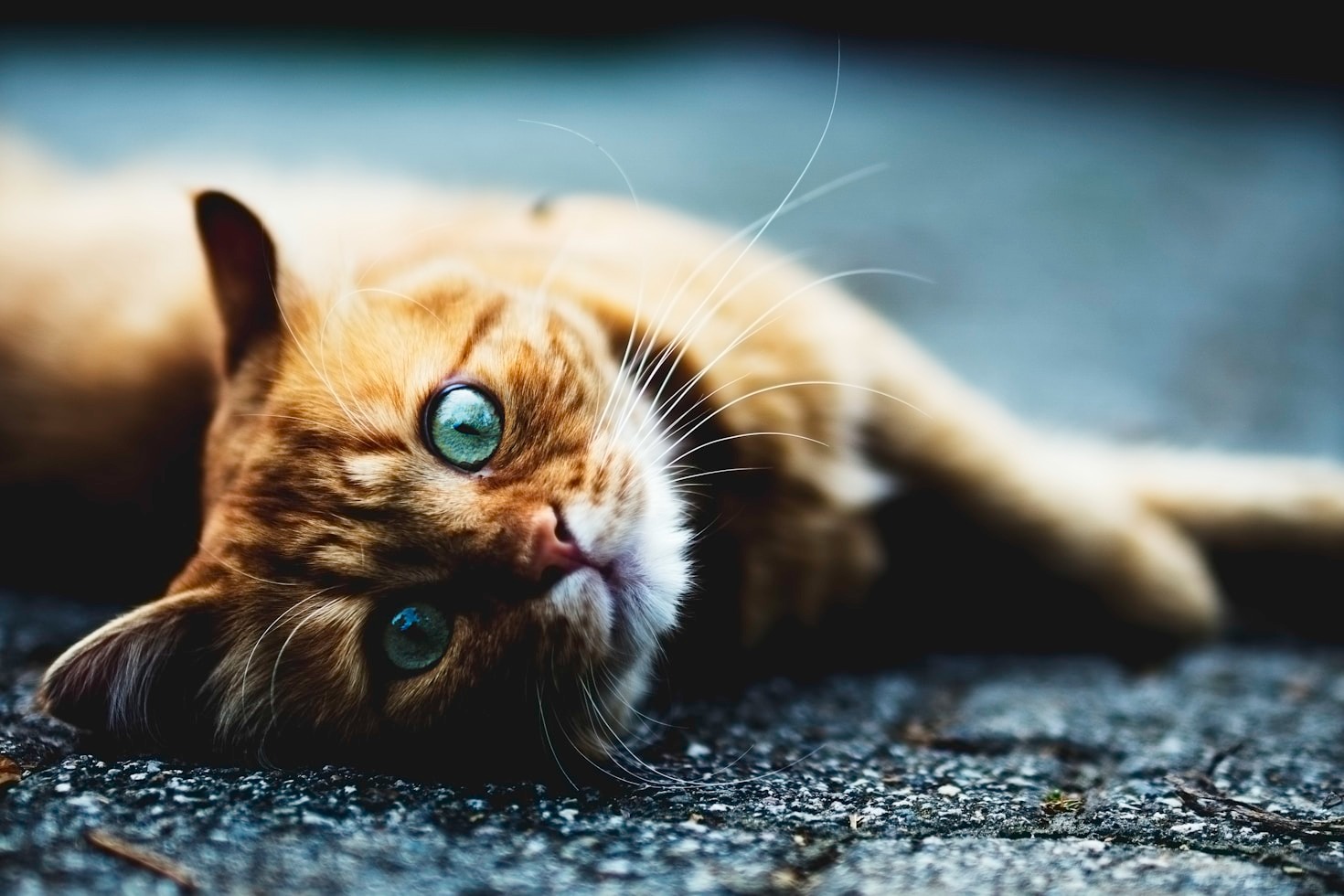 5 Ways to Reduce Your Pet’s Environmental Pawprint